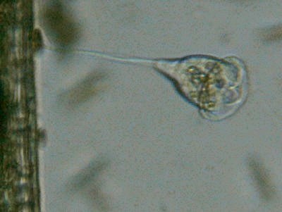 Microscopia al Lago di Bracciano, zona Pantane